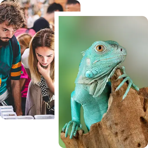 Cos'è il Verona Reptiles